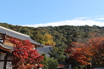 秋空と京都・清水寺の森