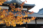 京都・清水寺の黄葉