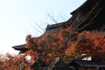 秋の京都・清水寺「本堂」