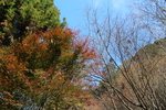 秋の京都・清水寺の森