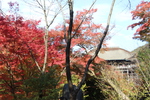清水寺の紅葉と本堂舞台