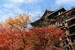 秋の清水寺「懸けづくり本堂舞台」