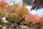 秋の京都・清水寺のカエデ並木