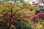 秋の京都・清水寺の森
