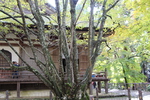 秋の湖東・百済寺「本堂」と「菩提樹」