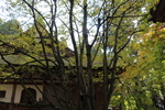 秋の湖東・百済寺「本堂」と「菩提樹」
