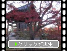 京都「金閣寺」の「鐘楼とイチイガシ」