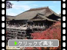 秋の京都・清水寺「懸造り舞台」
