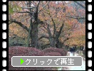 秋の京都「哲学の道」