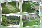 夏緑の京都・銀閣寺「森林と竹の風情」