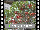 秋の「岡山城」の植物たち