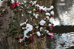 川渕の山茶花と雪