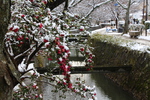雪の京都・哲学の道「川渕の山茶花」