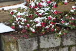 雪の京都・哲学の道「積雪の山茶花」