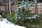 雪の京都・銀閣寺「竹垣と椿の木」