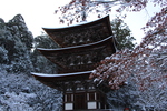 雪の湖東・西明寺「三重塔と枯れ楓」