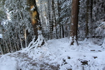 湖東の西明寺「積雪の森」