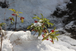 積雪のマンリョウと植物たち（滋賀・金剛輪寺）