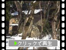 雪の湖東・金剛輪寺「明寿院の土蔵と竹の風情」