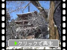 雪の湖東・金剛輪寺「三重塔」遠景