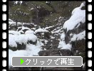 湖東・百済寺「雪の喜見院庭園の石組みとツツジ」