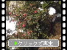 積雪の湖東・百済寺「庭園と山茶花」
