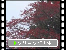 積雪の湖東・百済寺「玉ミズキ」と「赤い実」