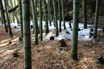 積雪の竹林」