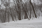 冬の奥入瀬渓流「積雪の車道と冬木立の原生林」