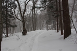 積雪の奥入瀬渓流「原生林の中の雪道」
