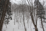 積雪の奥入瀬渓流「降雪の原生林」