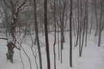 降雪の奥入瀬渓流「かすむ冬木立の原生林」