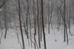 冬の奥入瀬渓流「雪煙の原生林」