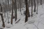 積雪の奥入瀬渓流「冬木立と倒木」