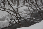 冬の奥入瀬渓流「積雪の枝と渓流」