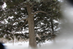 積雪の弘前城「常緑樹の古木」