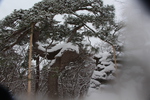 弘前城の「鶴の松」