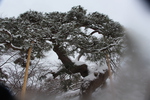 積雪の弘前城「鶴の松」