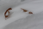 雪に埋もれたブナの枯葉