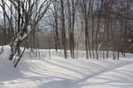 積雪の雪道とブナ林の木影
