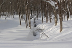 積雪のブナ林と木影