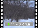 雪氷の十和田湖「湖畔の林」