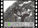 弘前城「鶴の松」