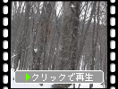 積雪と冬木立のブナ