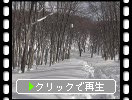 冬のブナ林と雪道