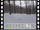 冬のブナ林「雪原と冬陽」