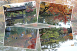 池紅葉期の京都・金閣寺「鏡湖池」近景