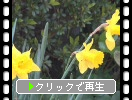 能古島・アイランドパーク「春の草花たち」