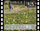 能古島・アイランドパーク「彩りの花壇」