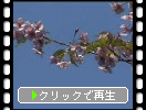 能古島・アイランドパーク「春の木花たち」